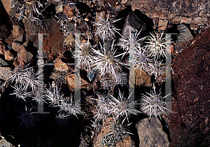 Picture of Opuntia clavata 