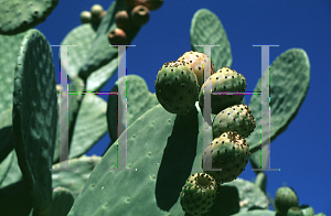 Picture of Opuntia ficus-indica 