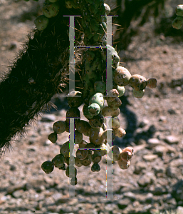 Picture of Opuntia fulgida 