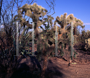 Picture of Opuntia fulgida 