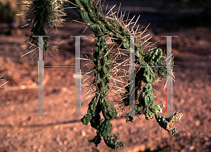 Picture of Opuntia fulgida 