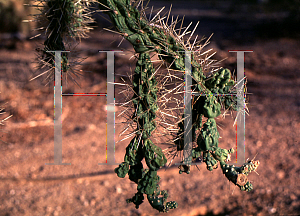 Picture of Opuntia fulgida 