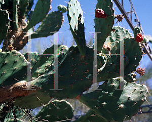 Picture of Opuntia elatior 