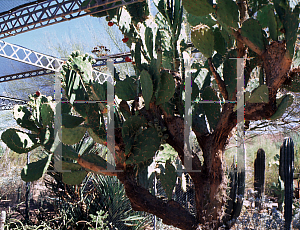 Picture of Opuntia elatior 