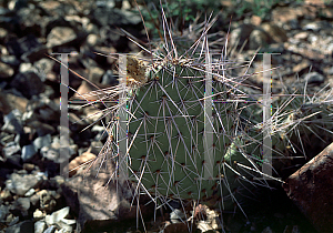Picture of Opuntia erinacea 