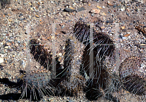 Picture of Opuntia macrocentra var. gosseliniana 'Duraznilla'