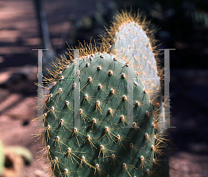 Picture of Opuntia helleri 