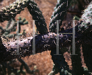 Picture of Opuntia kelvinensis 