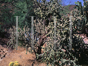 Picture of Opuntia kelvinensis 