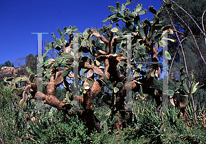 Picture of Opuntia leucotricha 