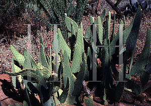 Picture of Opuntia lindheimeri var. linguiformis 
