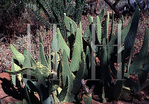 Picture of Opuntia lindheimeri var. linguiformis 