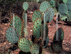 Picture of Opuntia lindheimeri 