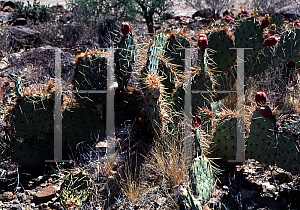 Picture of Opuntia littoralis 