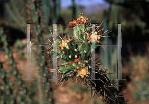 Picture of Opuntia acanthocarpa 