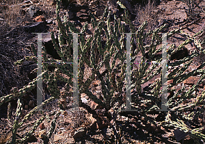 Picture of Opuntia acanthocarpa var. thorberi 