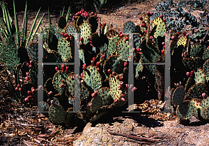 Picture of Opuntia lindheimeri 