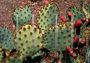 Picture of Opuntia lindheimeri 