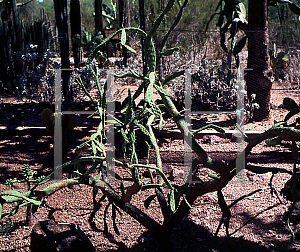 Picture of Opuntia bakeri 