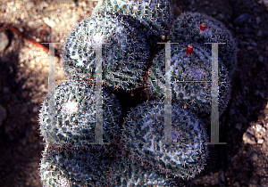 Picture of Mammillaria parkinsonii 