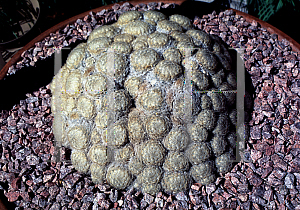 Picture of Mammillaria plumosa 