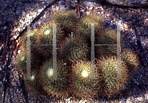 Picture of Mammillaria pringlei 