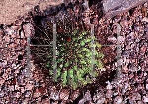 Picture of Matucana aurantiaca 