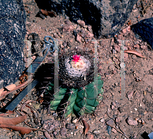 Picture of Melocactus curvispinus 