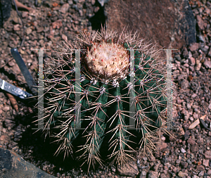 Picture of Melocactus intortus 