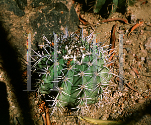 Picture of Melocactus pachyacanthus 