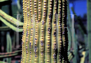 Picture of Neobuxbaumia polylopha 