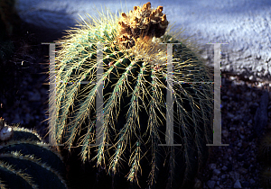 Picture of Parodia claviceps 