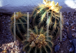 Picture of Parodia warasii 