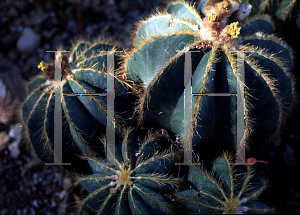 Picture of Parodia magnifica 