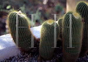 Picture of Parodia leninghausii 