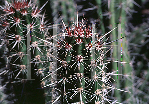 Picture of Stenocereus alamosensis 