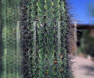 Picture of Stenocereus thurberi 