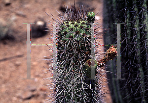 Picture of Stenocereus thurberi 