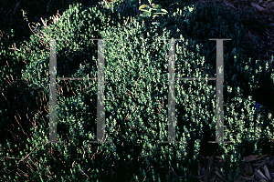 Picture of Teucrium chamaedrys 