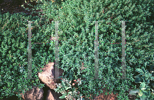 Picture of Thymus pseudolanuginosus 