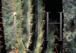 Picture of Echinopsis terscheckii 