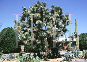 Picture of Yucca brevifolia 