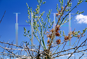 Picture of Fouquieria columnaris 