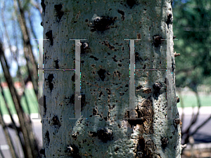 Picture of Fouquieria columnaris 