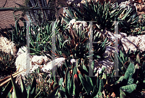 Picture of Gasteria spp. 