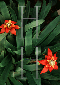 Picture of Guzmania x 'Orangeade'