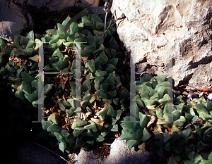 Picture of Haworthia spp. 