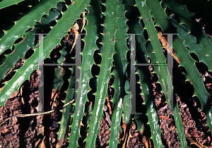 Picture of Hechtia stenopetala 