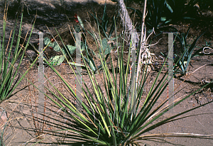 Picture of Hesperaloe funifera 