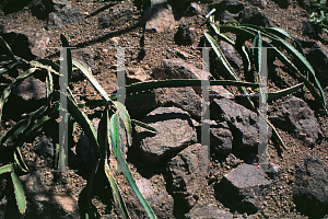 Picture of Hylocereus polyrhizus 